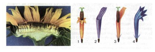 Суцвіття і типи квіток айстрових: трубчасті (1), несправжньоязичкові (2), язичкові (3), лійчасті (4). фото