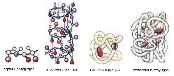 Просторові моделі структурної організації білків