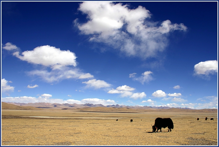 Високогірні рівнини Тибету