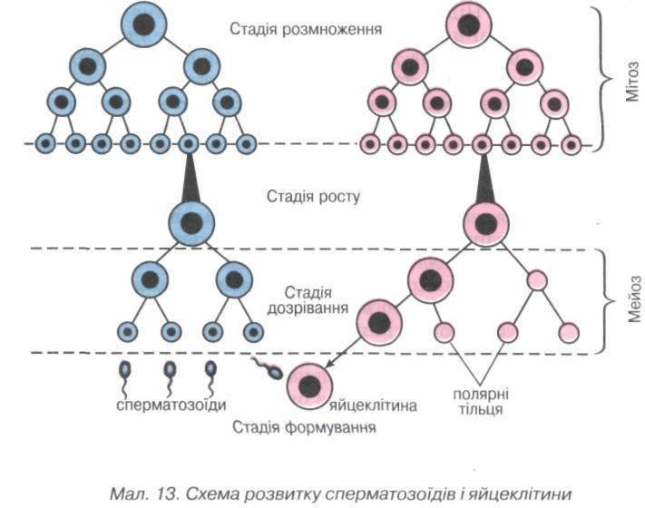 Схема розвитку сперматозоїдів і яйцеклітини