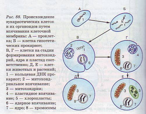 Происхождение эукариотической клетки