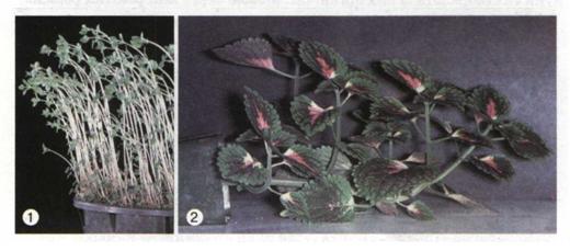 Рухи рослин, зумовлені дією світла (1) і силою тяжіння (2). фото