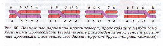 Хромосомные карты