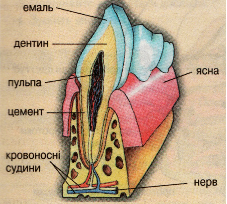 Мал.2. Будова зуба