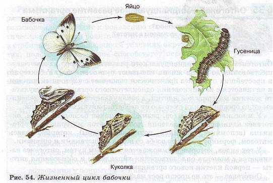 Жизненный цикл бабочки