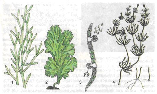 Багатоклітинні зелені водорості: 1 - кладофора; 2 - ульва; 3 - улотрикс; 4 - хара. фото