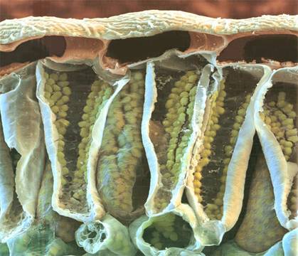 Рослина морозник під електронним мікроскопом