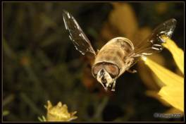 Польот пчели.