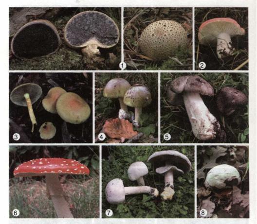 Отруйні шапкові гриби: дощовик несправжній (1), сироїжка блювотна (2), опеньок сірчано-жовтий (3), бліда поганка (4), рядовка тигриста (5), мухомор червоний (6), печериця рудіюча (7), чортів гриб (8). фото