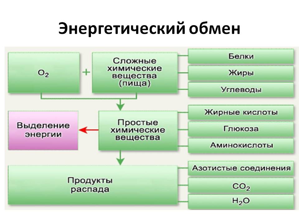 Конспект по биологии по теме энергетически обмен