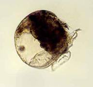 Хідорус сферичний (Chydorus sphaericus)