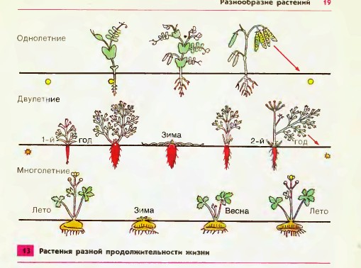 Растения разной продолжительности жизни