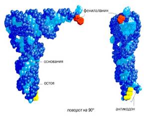 Молекули РНК в різних вимірах