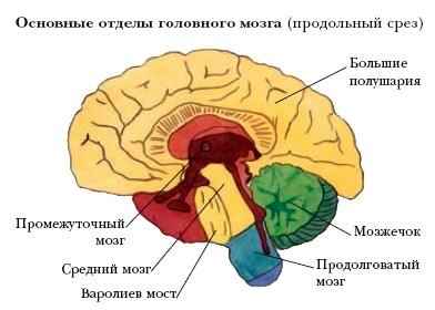 Головной мозг. фото