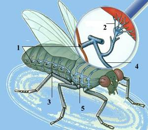 Дихальна система комах