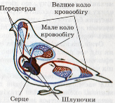 Кровоносна система птахів