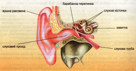 Будова вуха як орган слуху