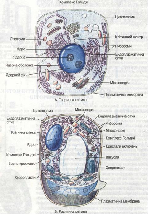 Схема будови тваринної (А) і рослинної (Б) клітини