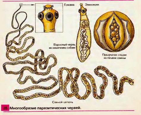 Многообразие паразитических червей