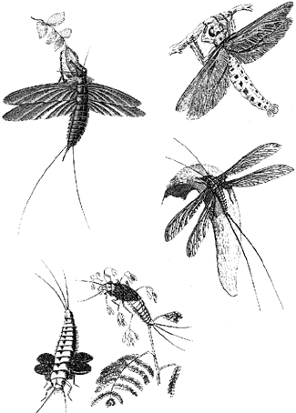 Палеозойские насекомые