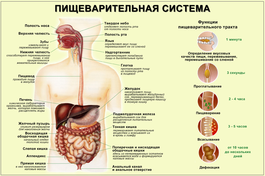 Конспект урока органы пищеварения человека 8кл