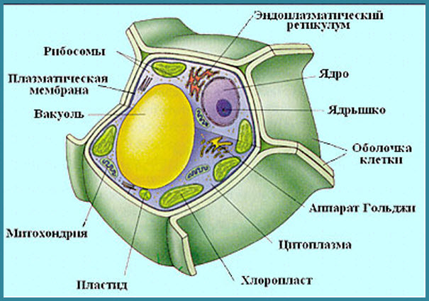 Рослинна клітина