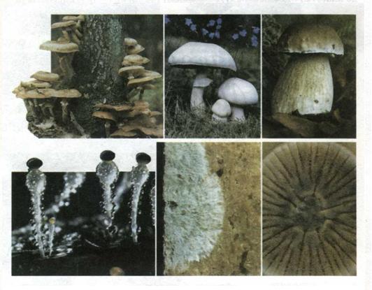 Різноманітні гриби. фото