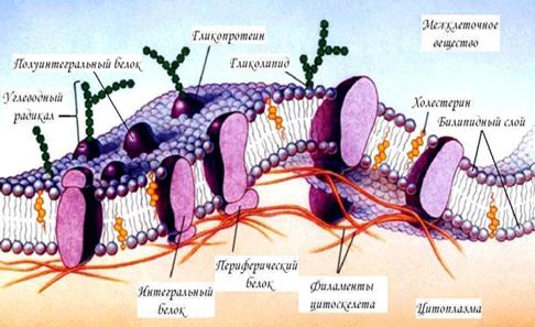 Клітинна мембрана