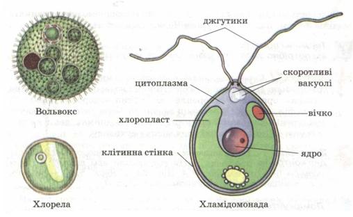 біологія видминни риси миж вольвокс и хламидомонада біологія видминни риси миж вольвокс и хламидомонада