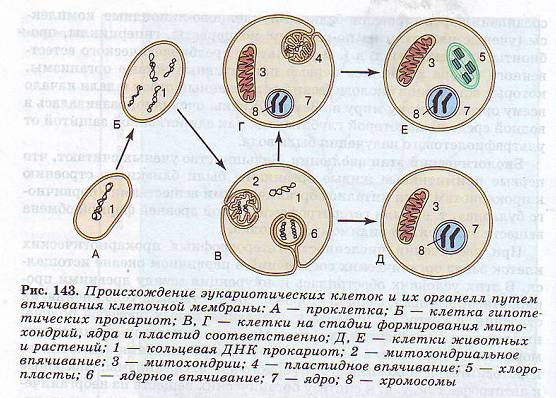 Гипотезы происхождения эукариот.