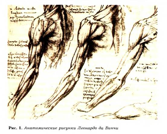 Анатомические рисунки