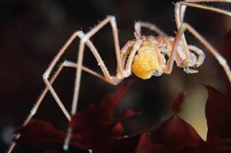 Самець морського павука Nymphon grossipes з кладкою
