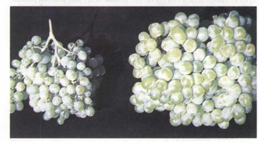 Збільшення плодів винограду завдяки обробці фітогормонами. фото