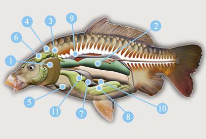 Системи травлення у тварин на прикладі риб