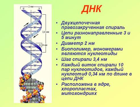 Опис ДНК