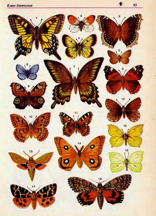 Многообразие бабочек