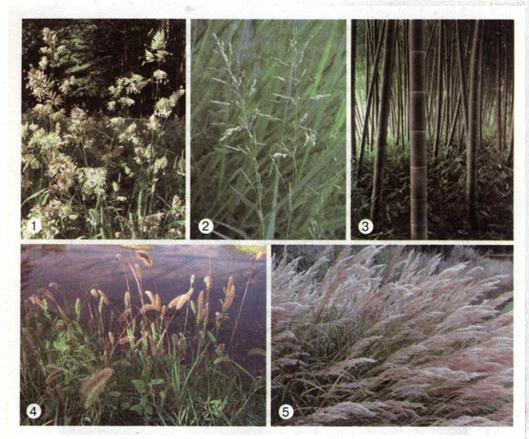Дикорослі рослини з родини Злакові: грястиця (1), тонконіг (2), бамбук (3), лисохвіст (4), ковила (5). фото