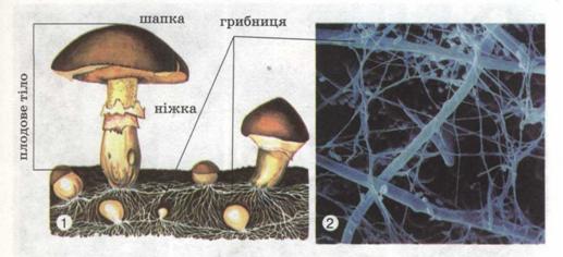 Будова шапкового гриба (1) і його грибниця під мікроскопом (2). фото