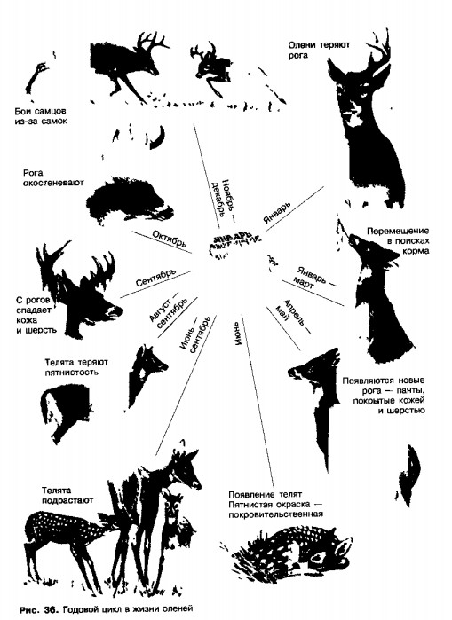 Годовой цикл в жизни оленей
