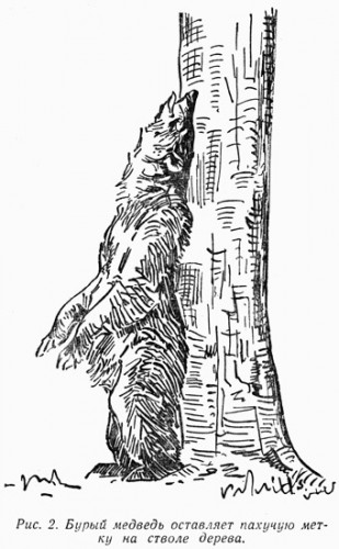 Рис.88. Бурый медведь маркирует дерево пахучей меткой