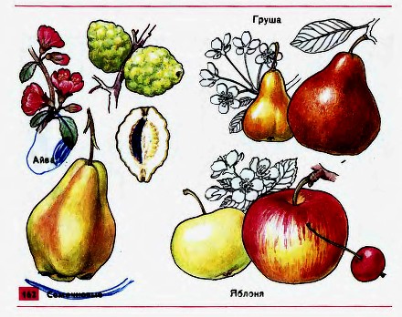 Плодово-ягодные культуры