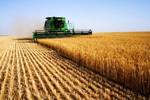 Збирання зернових