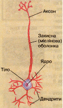 Будова нейрона