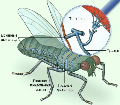 Газообмiн у тварин (на прикладі будови дихальної системи мухи).