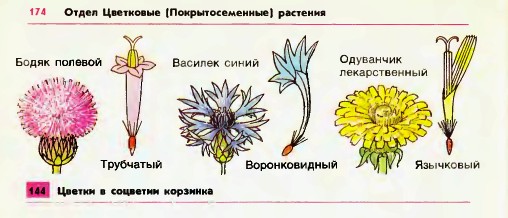 Цветки и соцветия корзинка