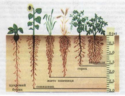 Мал. 36. Глибина проникнення у ґрунт кореневої системи рослин різних видів.jpg
