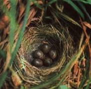 Приклади пігментації шкарлупи яєць птахів.