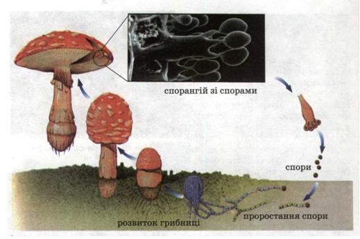 Розмноження грибів спорами. фото