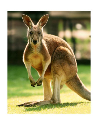 Australian-Kangaroo.jpg
