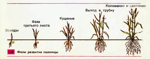 Фазы развития пшеницы